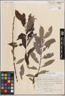 Foto von Salix discolor Muhl.